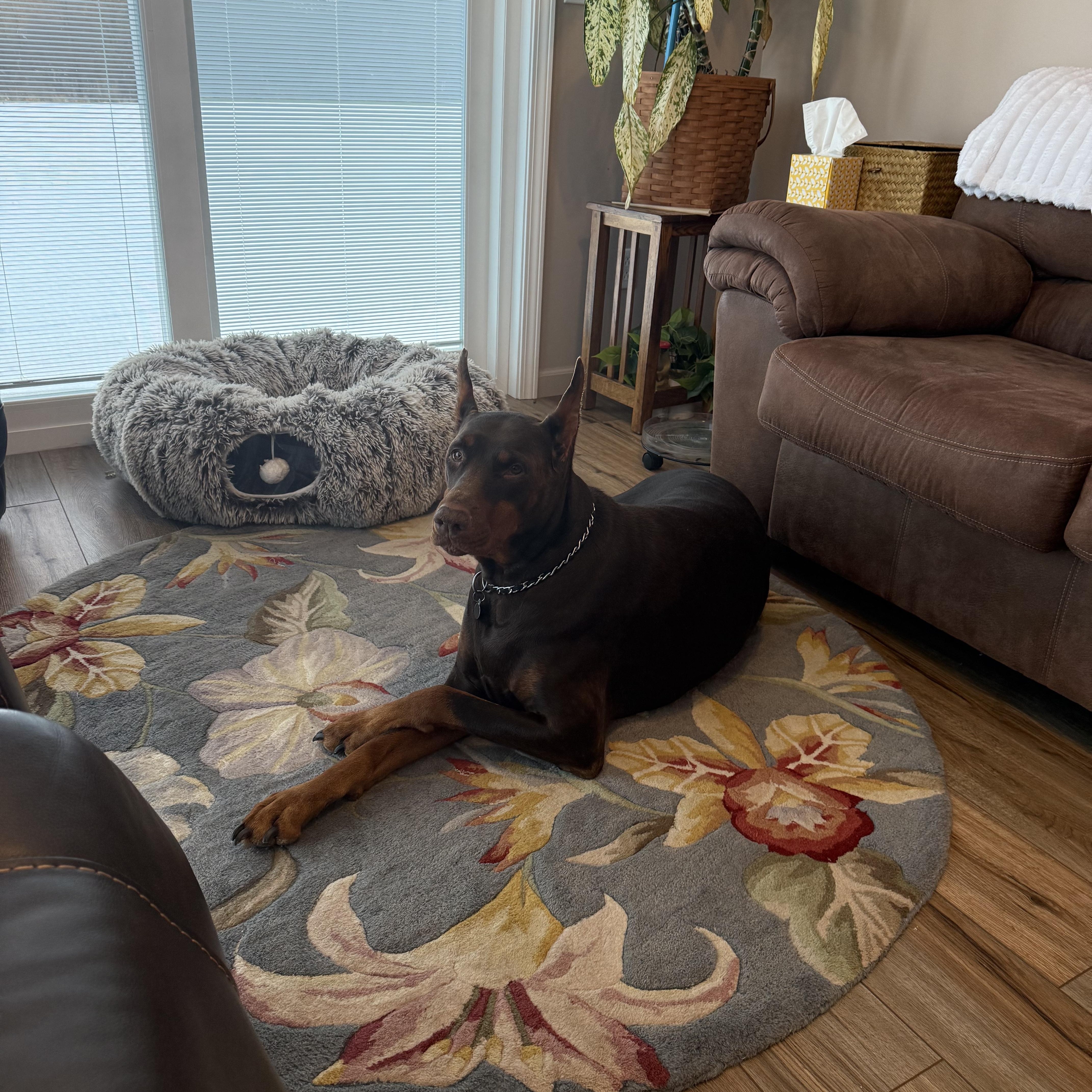 Enlarge Ruby, a ADOPTABLE Doberman Pinscher in Fleetwood, PA image 4/5