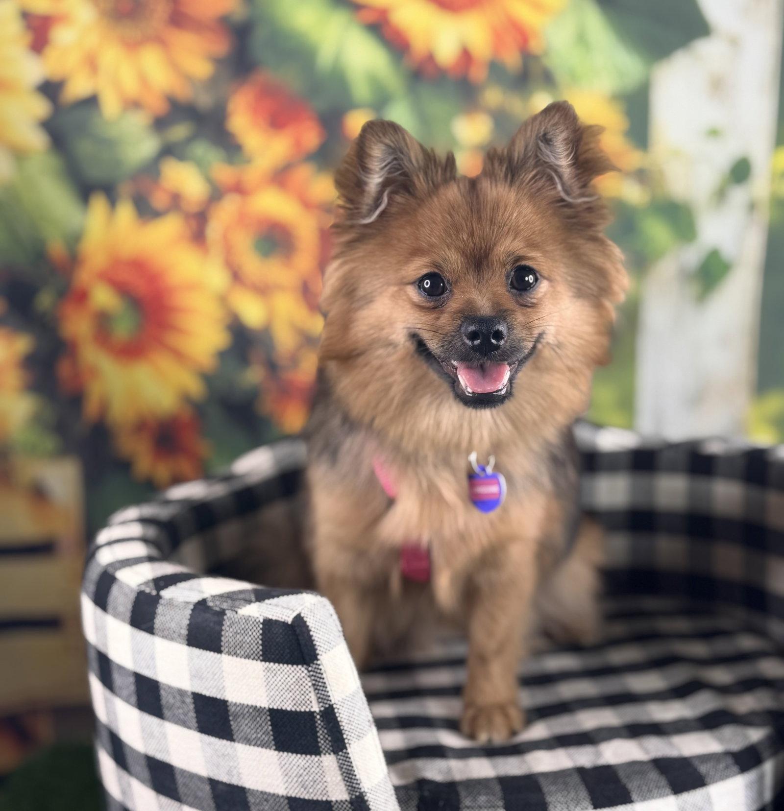 Linguine, Adopted, Young Female Pomeranian.