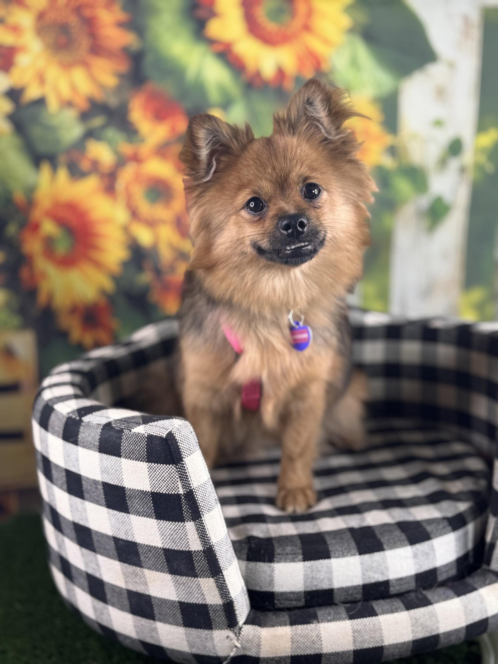 Enlarge Linguine, a Adopted Pomeranian in Garland, TX image 2/3