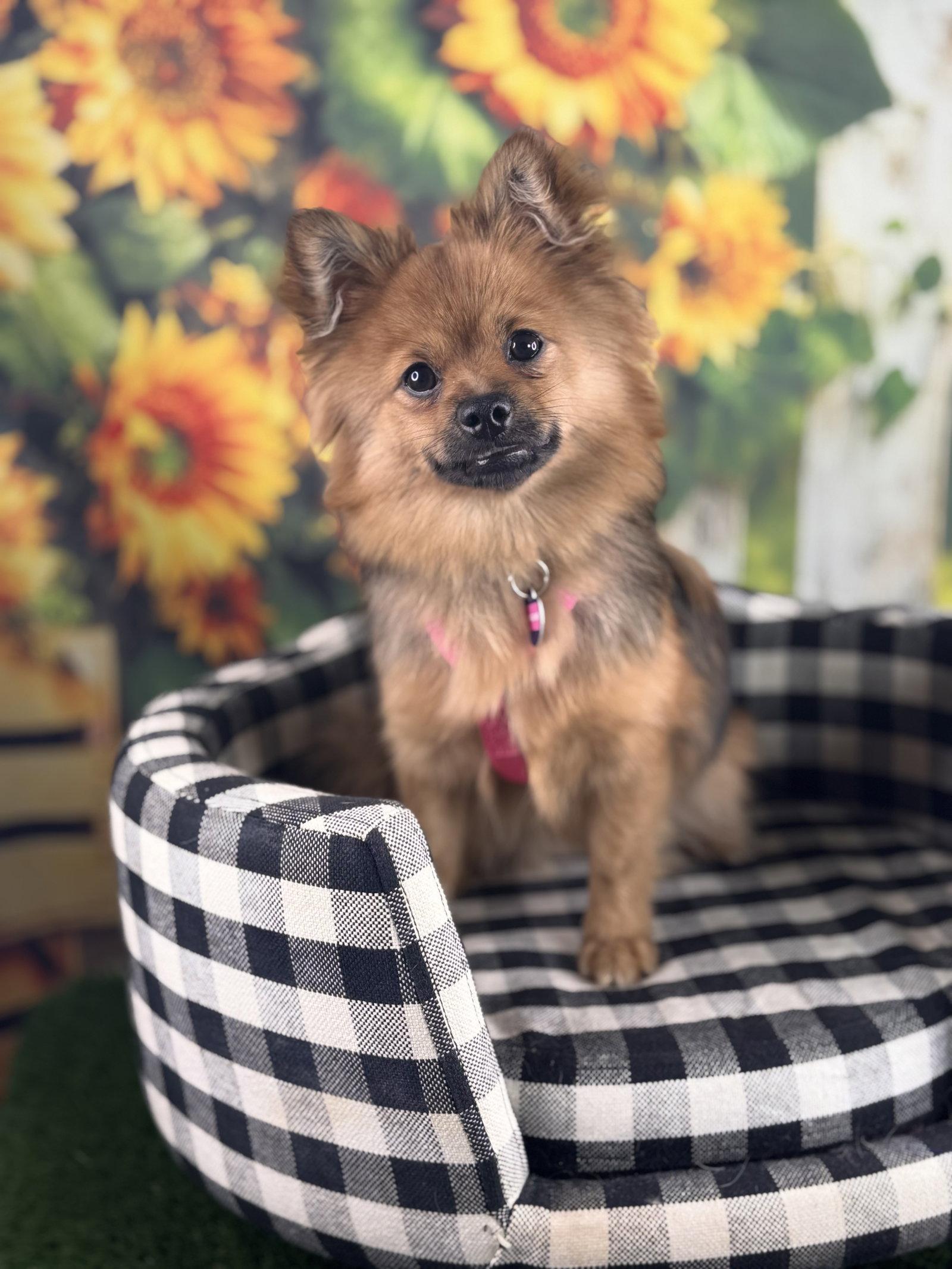 Enlarge Linguine, a Adopted Pomeranian in Garland, TX image 3/3