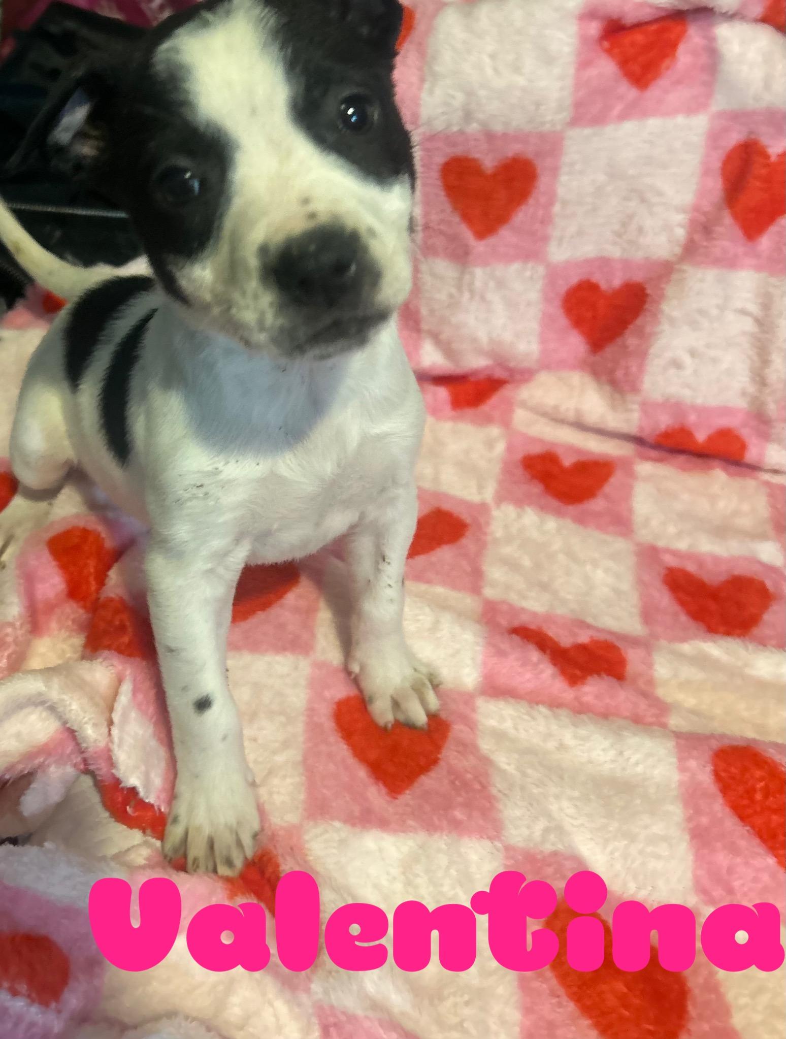 Enlarge Sweetheart-Valentina, a Adoptable mixed breed in Hardin, MT image 1/1