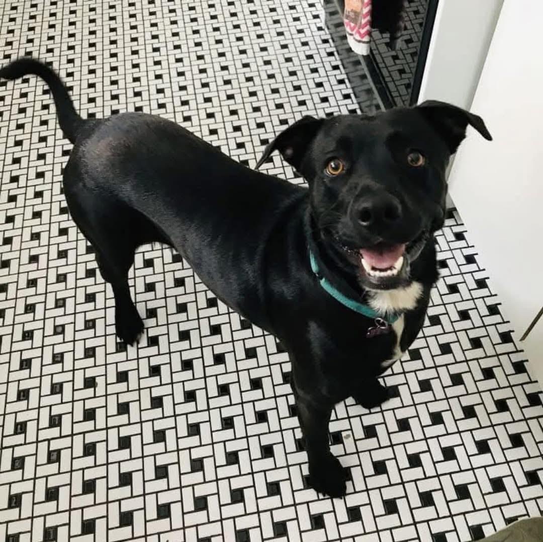 CB, a Adoptable mixed breed in Cypress, TX image 2/6