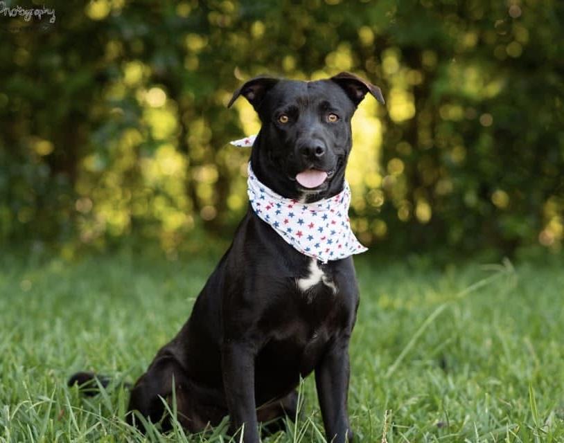 CB, Adoptable, Adult Male Pit Bull Terrier & Black Labrador Retriever.