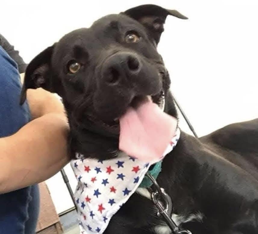 CB, a Adoptable mixed breed in Cypress, TX image 5/6