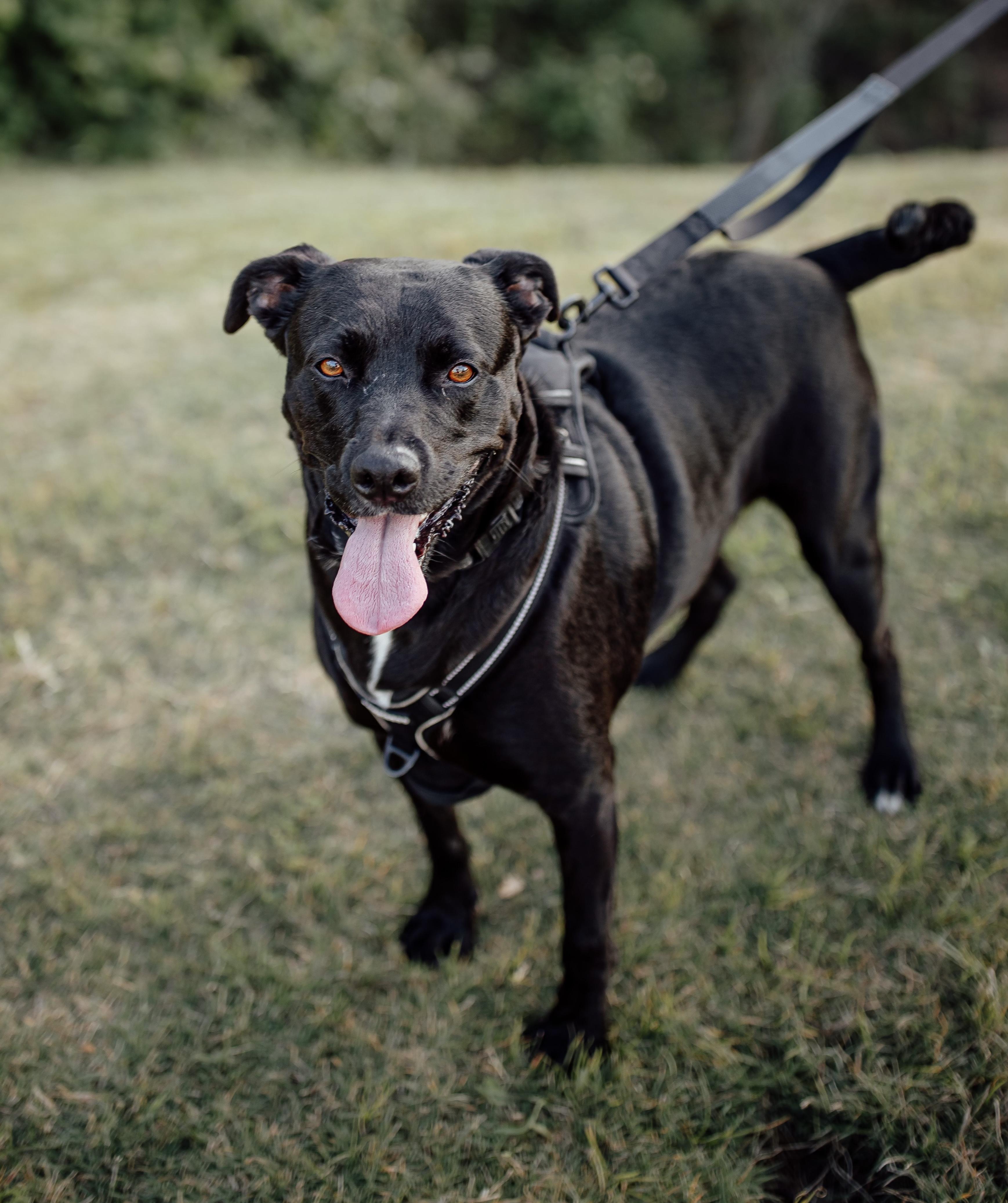 CB, a Adoptable mixed breed in Cypress, TX image 4/6