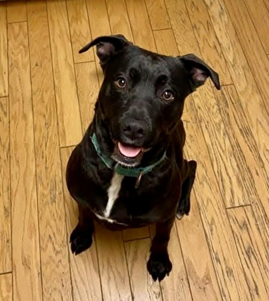 CB, a Adoptable mixed breed in Cypress, TX image 3/6