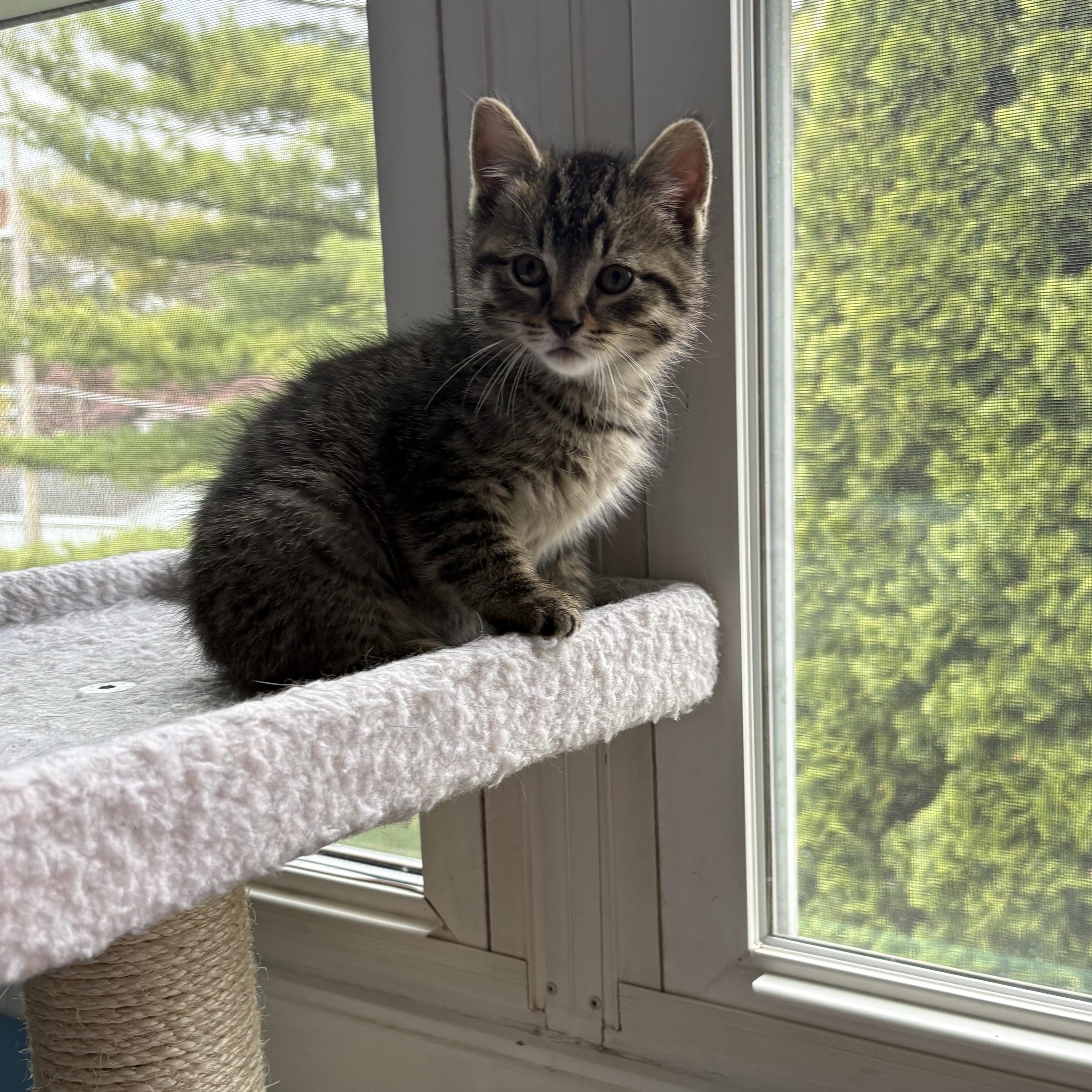 Felix, an adopted Tabby in Westland, MI image 2/4