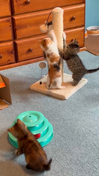Enlarge Felix, an adopted Tabby in Westland, MI video 4/4