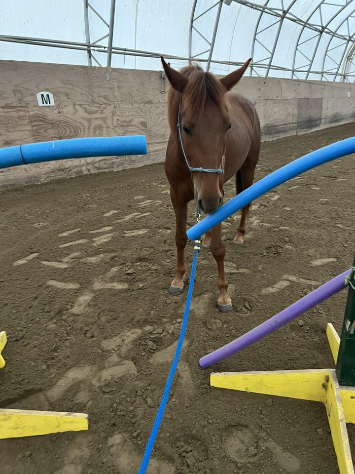 Enlarge Leeta-, a Adoptable mixed breed in Huntington, WV image 5/6