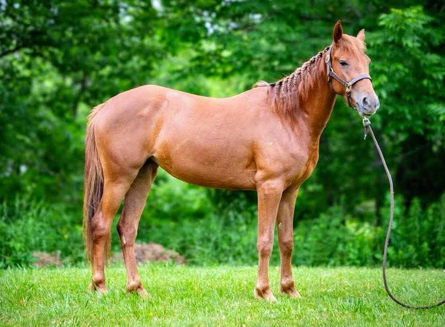 Leeta-, Adoptable, Young Female Quarterhorse & Tennessee Walker.