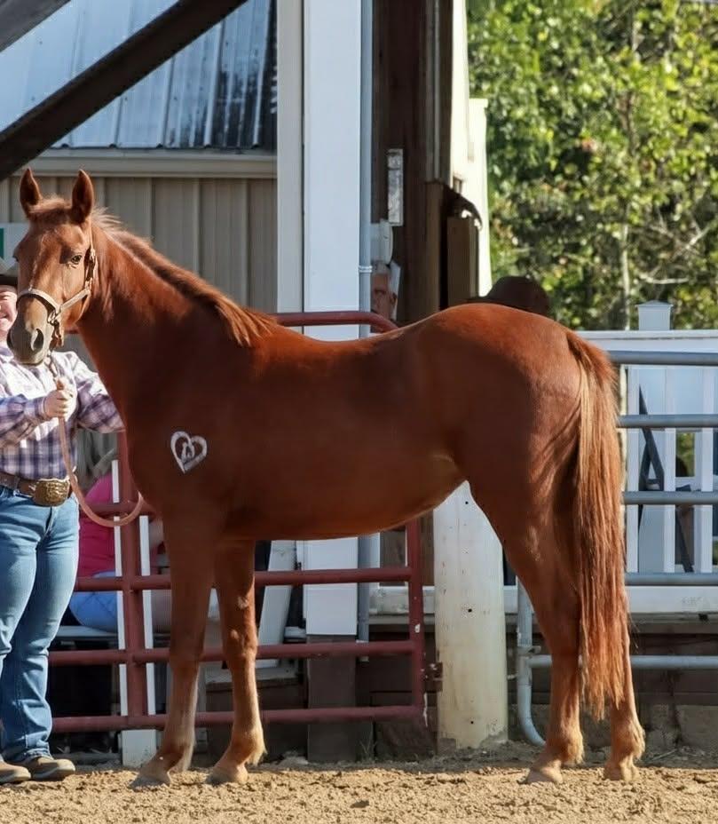Enlarge Leeta ATFO 2026 Diamond Division Candidate, a Adoptable mixed breed in Huntington, WV image 6/6