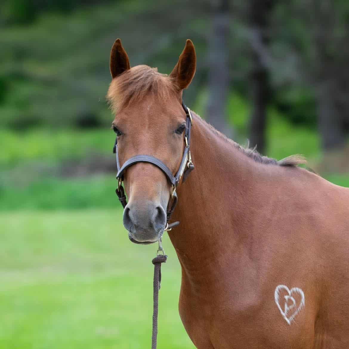 Enlarge Leeta-, a Adoptable mixed breed in Huntington, WV image 3/6