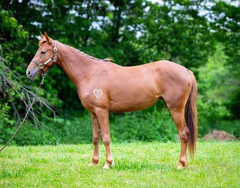 Enlarge Leeta-, a Adoptable mixed breed in Huntington, WV image 2/6