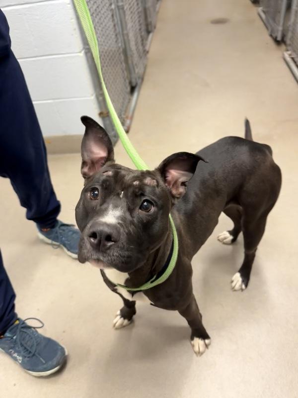 Tiara, Adoptable, Adult Female Pit Bull Terrier.
