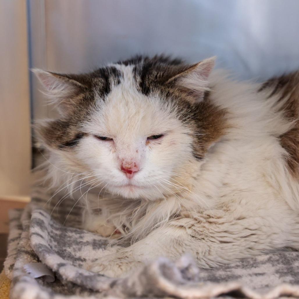 Charlie, Adoptable, Adult Male Domestic Long Hair.