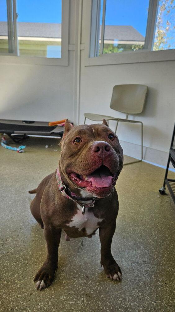 Brownie, Adoptable, Adult Female Pit Bull Terrier.