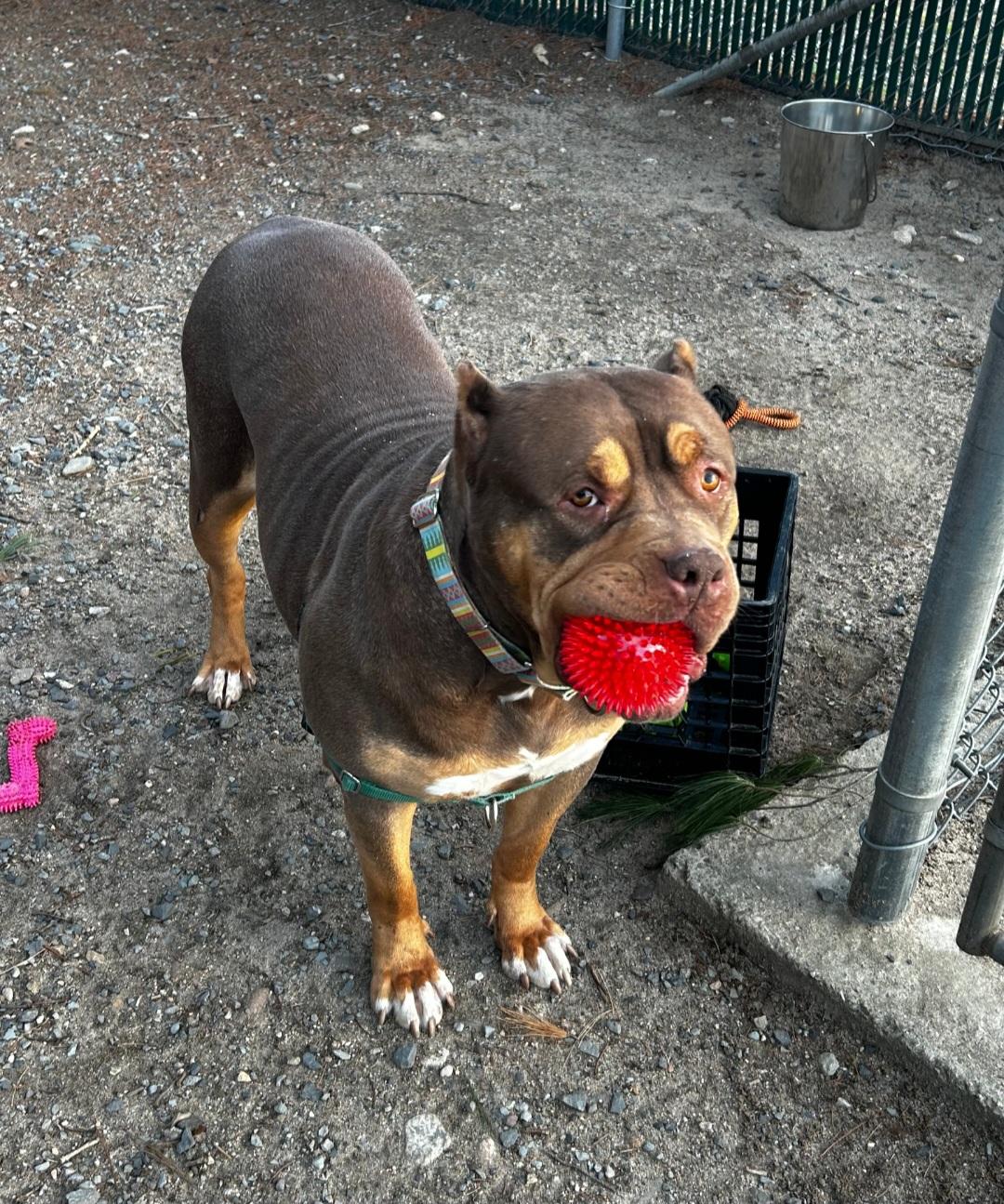 Halo, a Adoptable American Bully in Attleboro, MA image 1/4