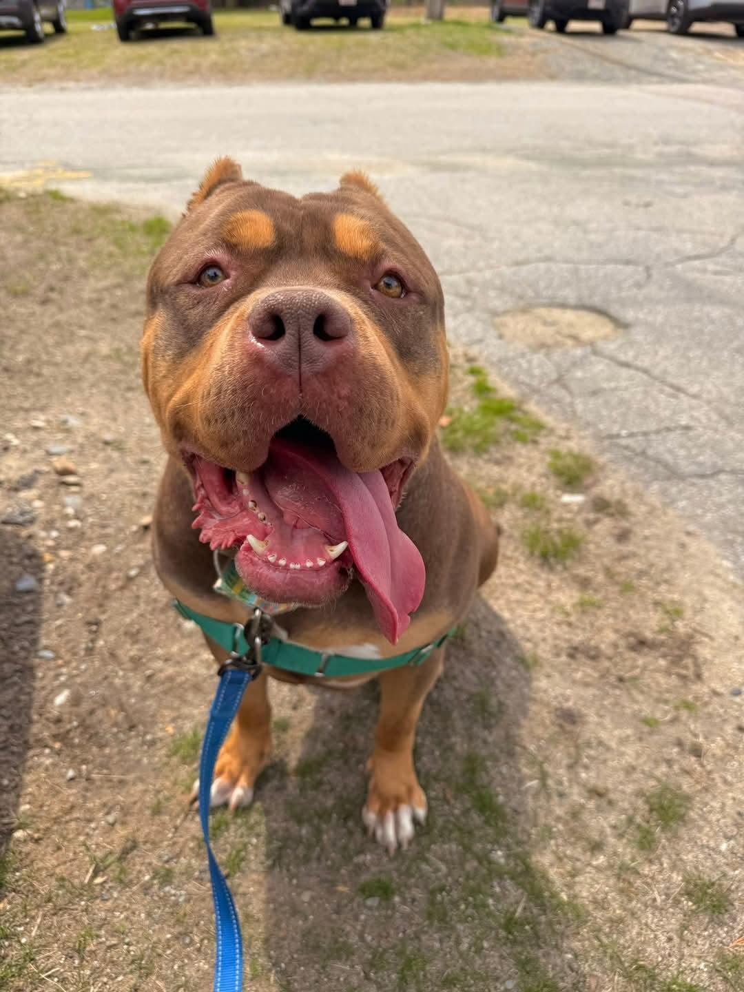 Halo, a Adoptable American Bully in Attleboro, MA image 2/4