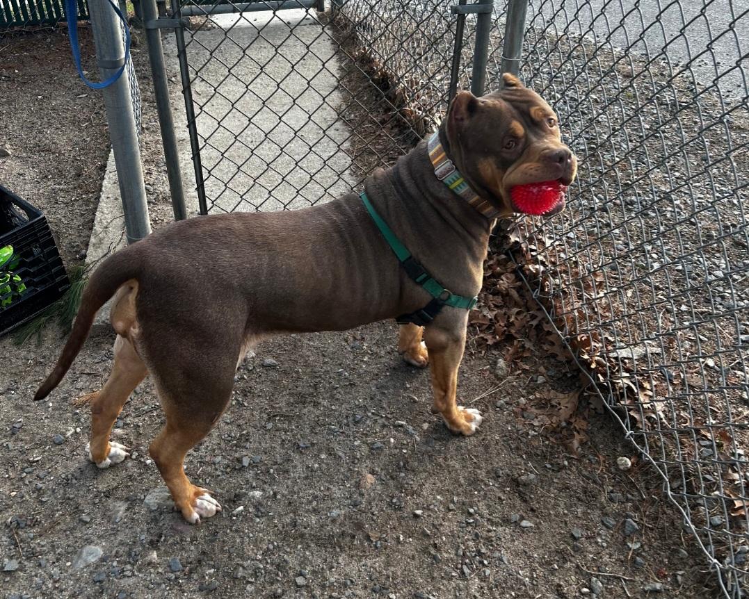 Halo, a Adoptable American Bully in Attleboro, MA image 3/4
