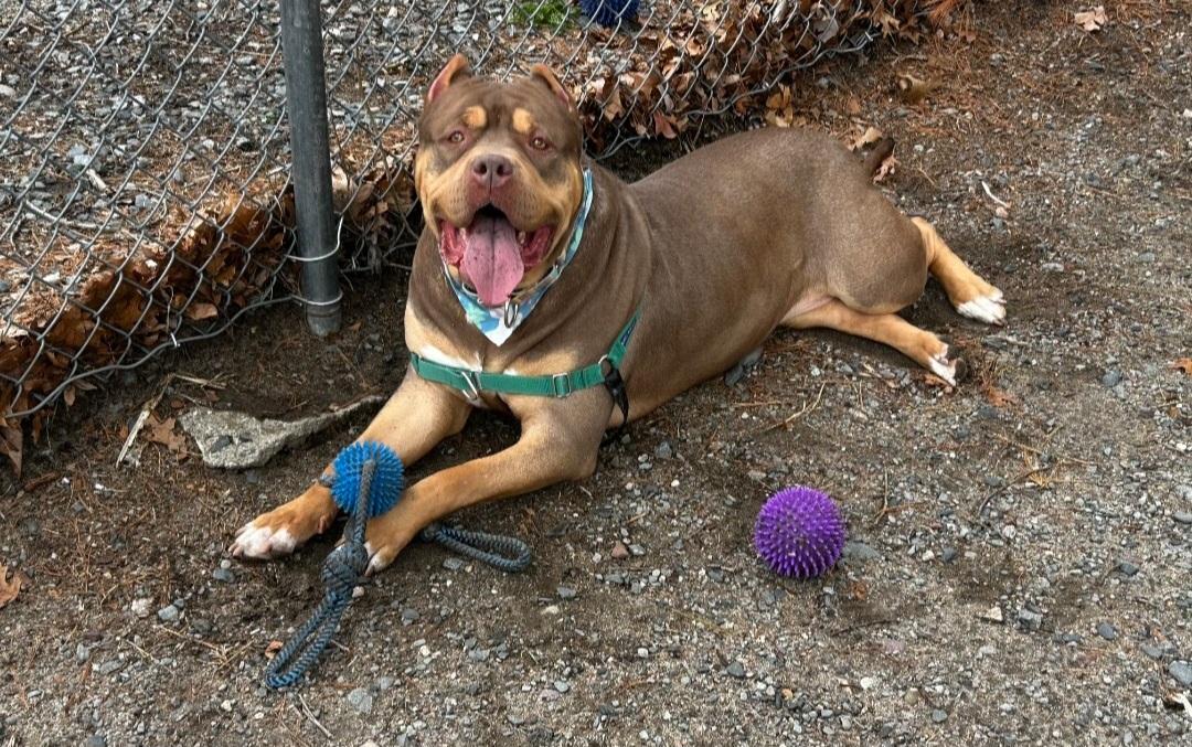 Halo, a Adoptable American Bully in Attleboro, MA image 4/4