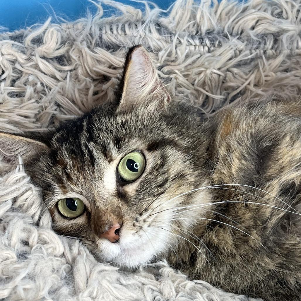 Angel, a Adoptable Domestic Medium Hair in San Antonio, TX image 1/6