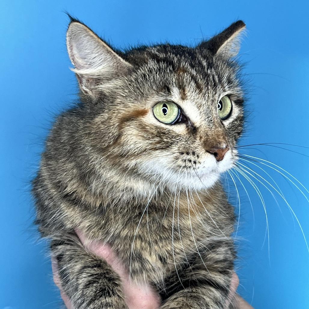 Angel, a Adoptable Domestic Medium Hair in San Antonio, TX image 2/6