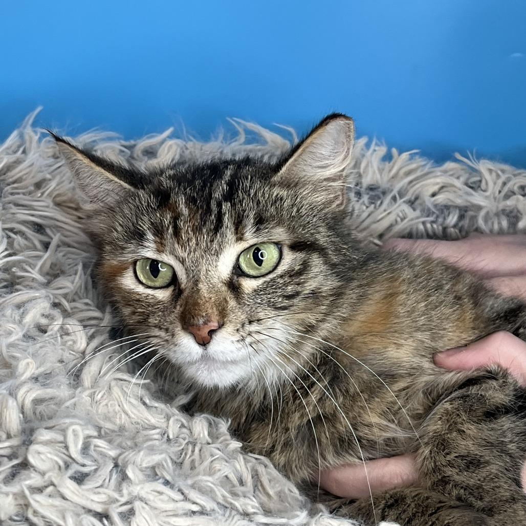 Angel, a Adoptable Domestic Medium Hair in San Antonio, TX image 3/6