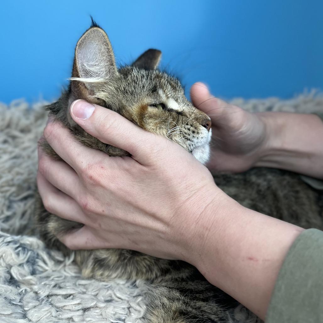 Angel, a Adoptable Domestic Medium Hair in San Antonio, TX image 4/6
