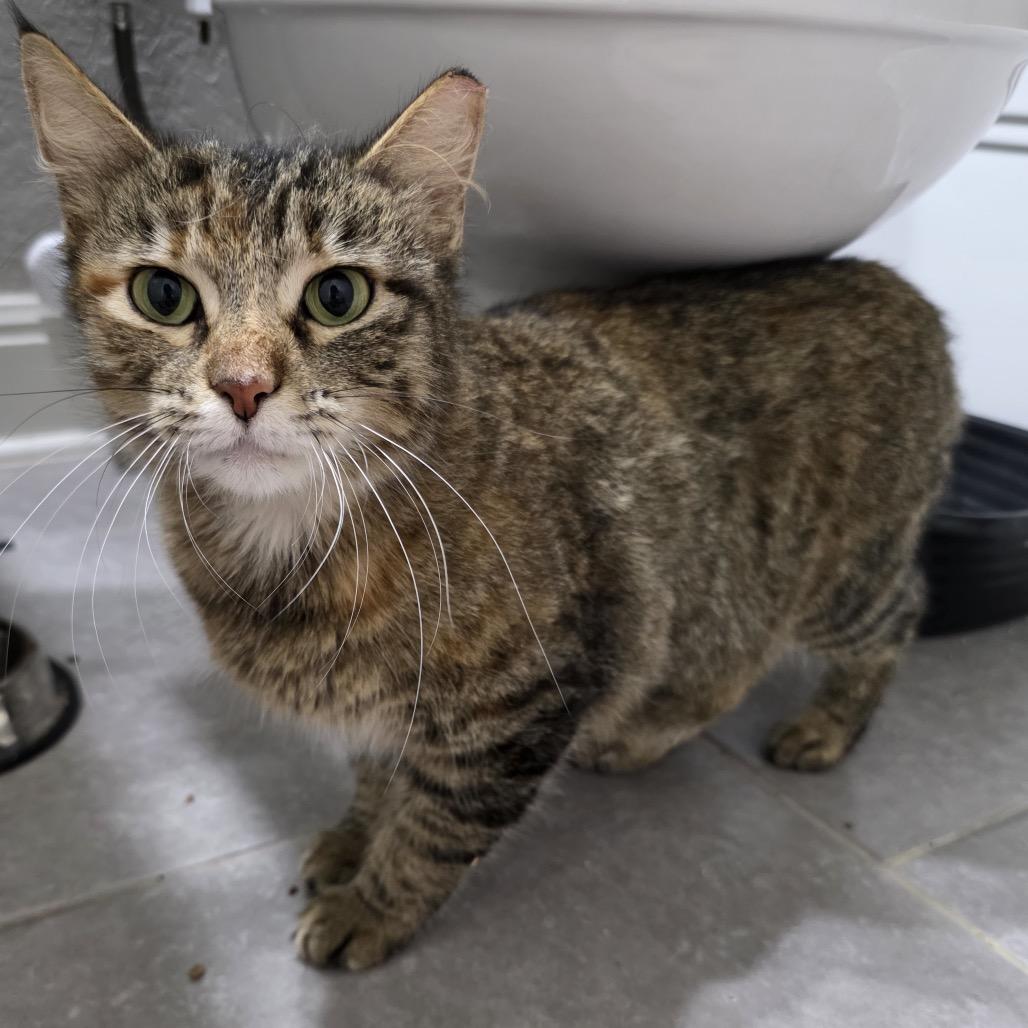 Angel, a Adoptable Domestic Medium Hair in San Antonio, TX image 5/6