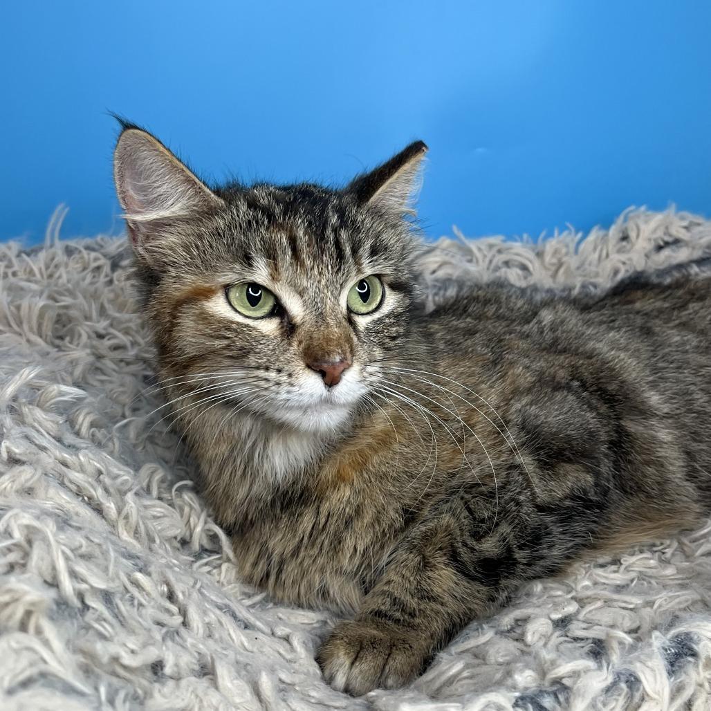 Angel, a Adoptable Domestic Medium Hair in San Antonio, TX image 6/6