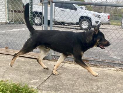 Enlarge Major, a ADOPTABLE Shepherd in Glasgow, KY image 2/3