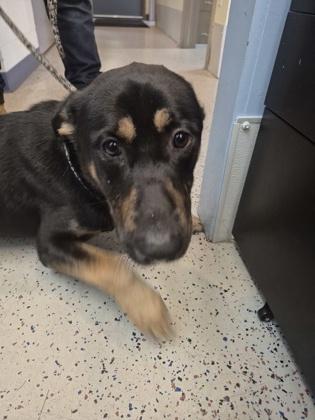 Enlarge Major, a ADOPTABLE Shepherd in Glasgow, KY image 3/3