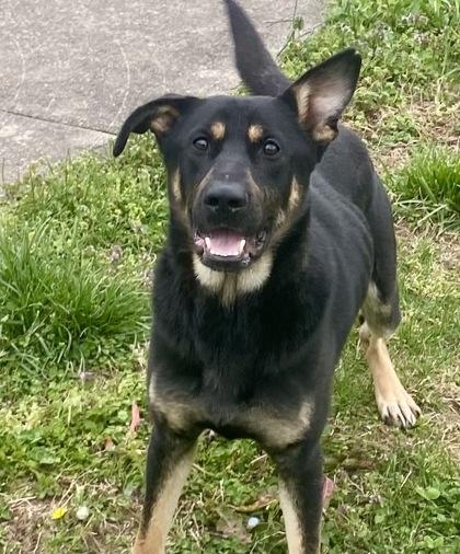 Major, ADOPTABLE, Adult Male Shepherd.