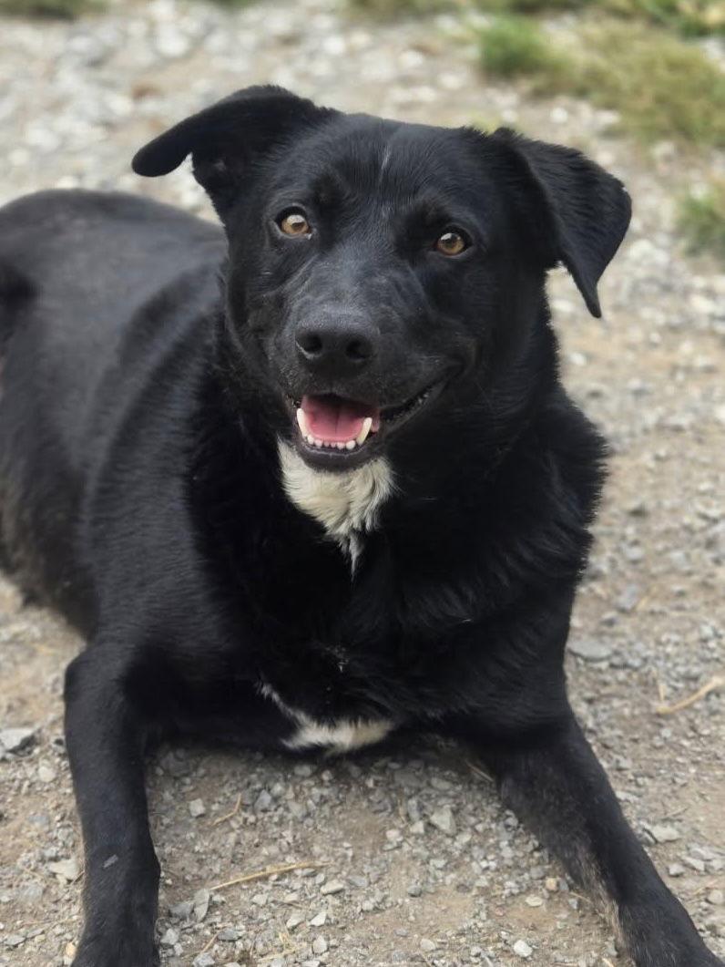 Enlarge Handsome, a Adoptable Mixed Breed in Chatsworth, GA image 1/1
