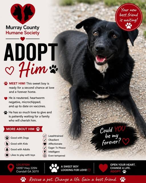 Enlarge Handsome, a Adoptable Mixed Breed in Chatsworth, GA image 1/1
