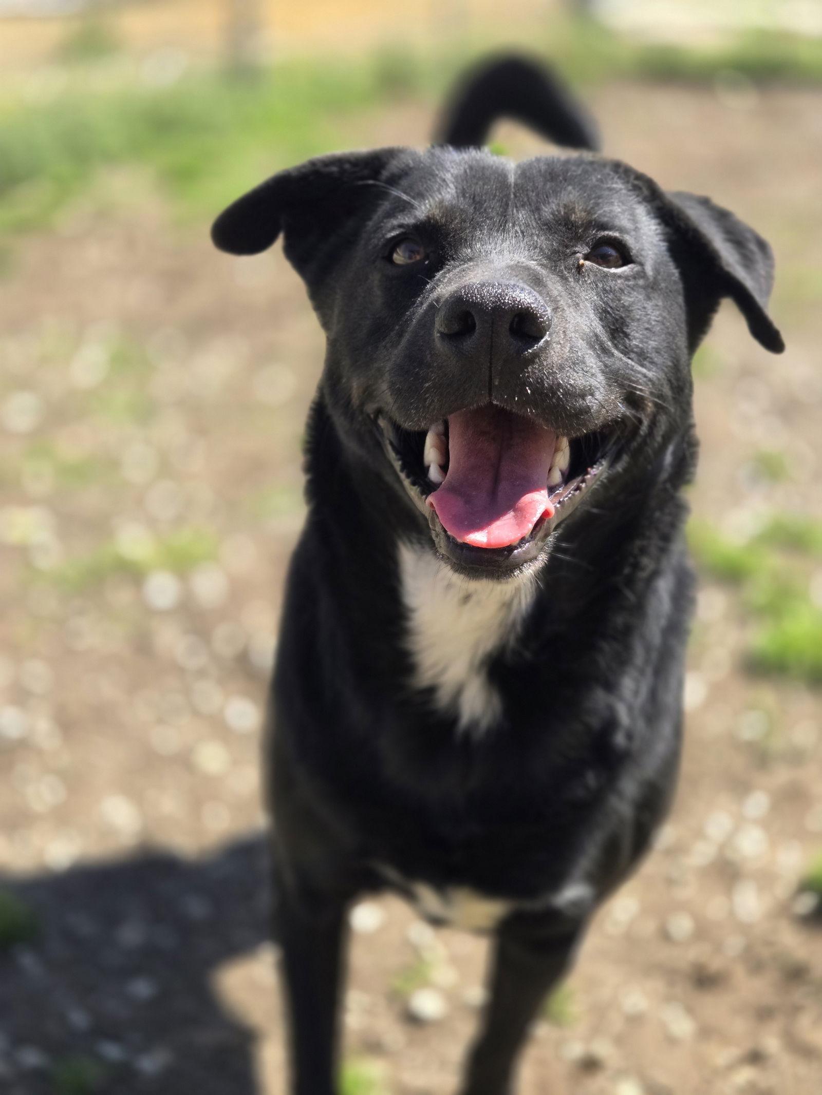Handsome, a Adoptable Mixed Breed in Chatsworth, GA image 1/3