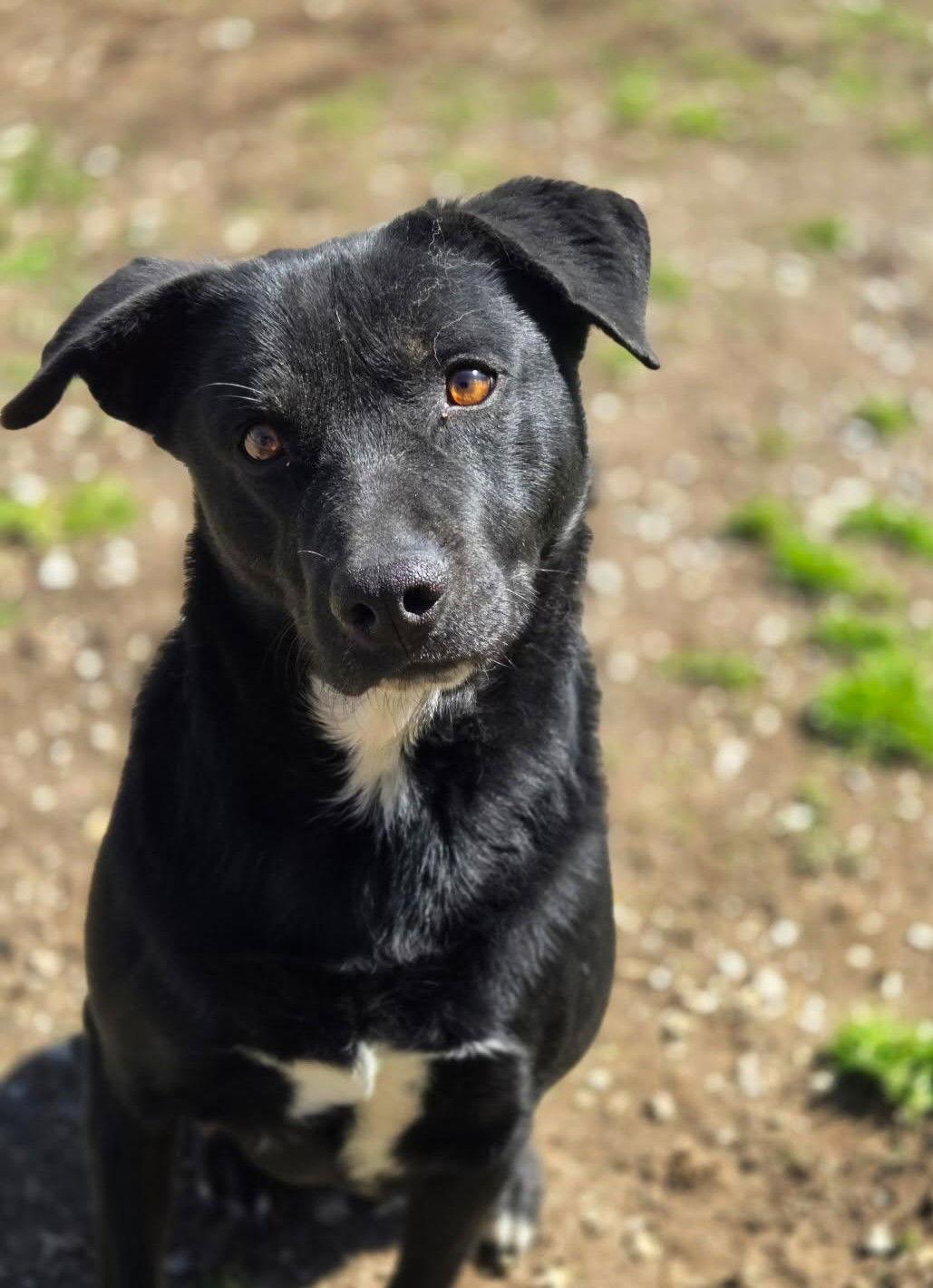 Handsome, a Adoptable Mixed Breed in Chatsworth, GA image 3/3