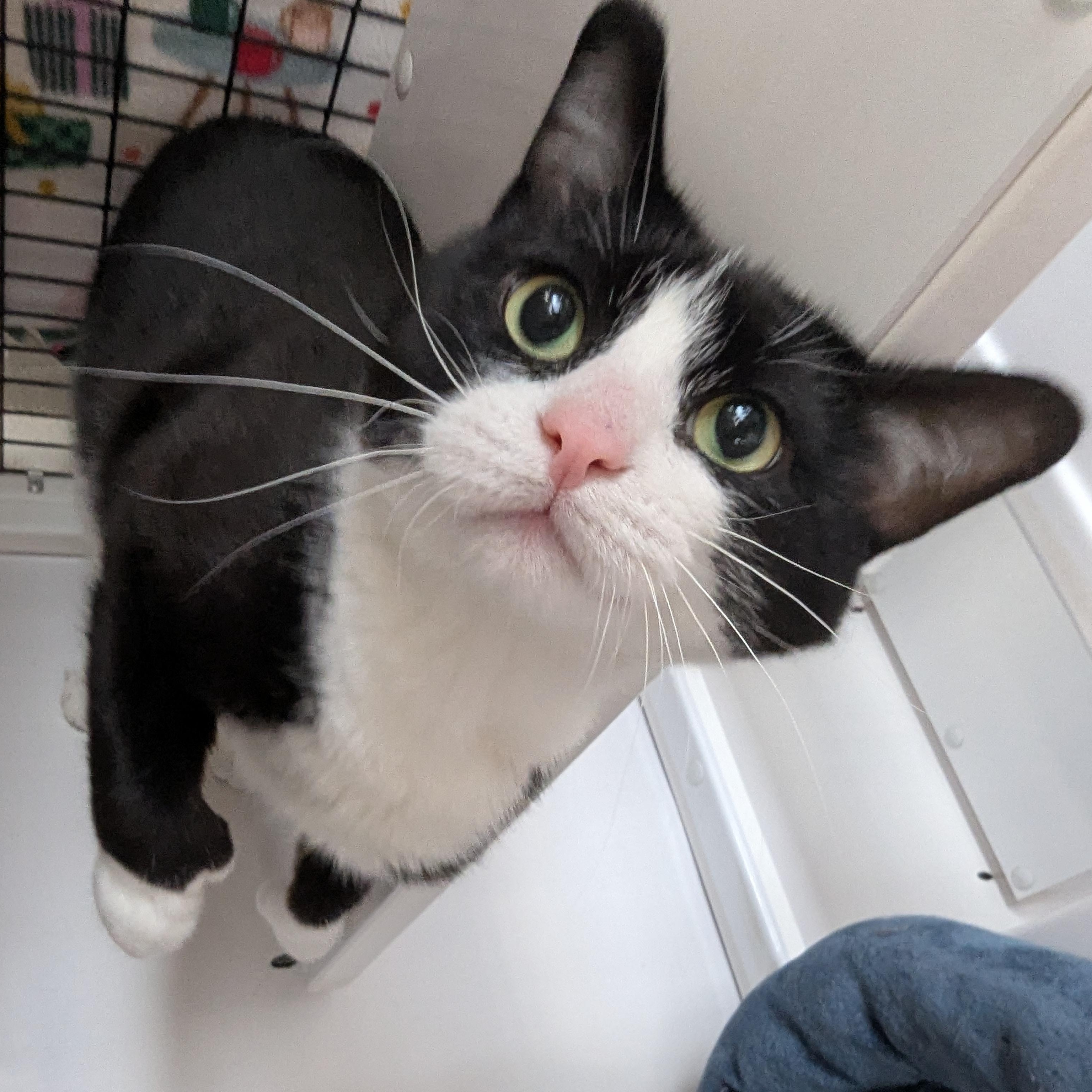 Enlarge Sylvester (FIV+), a Adoptable Domestic Short Hair in Oconto, WI image 2/2
