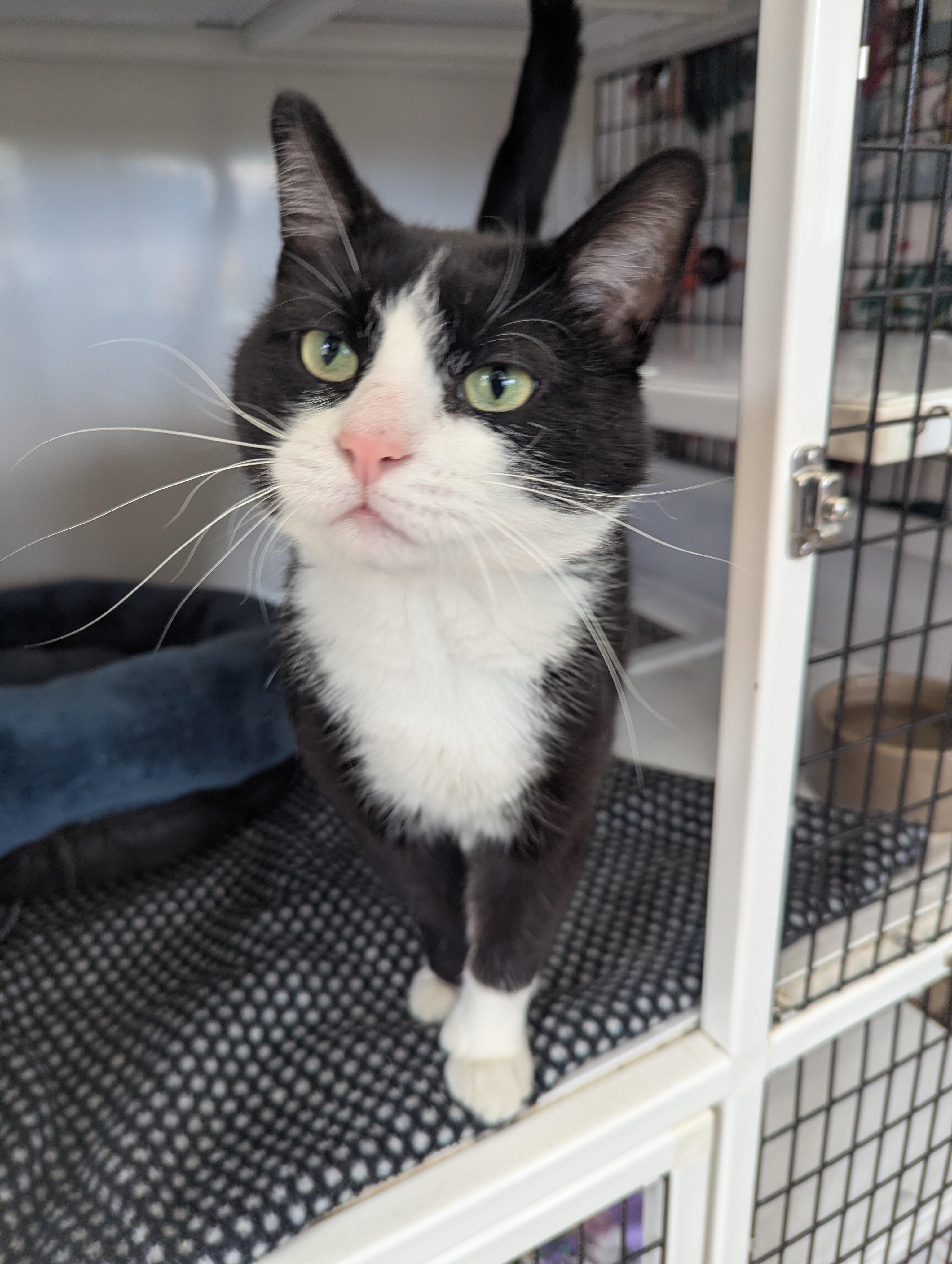 Sylvester (FIV+), Adoptable, Adult Male Domestic Short Hair.