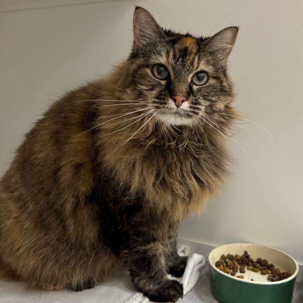 Enlarge Danni, a Adoptable Domestic Long Hair in Port Angeles, WA image 1/6