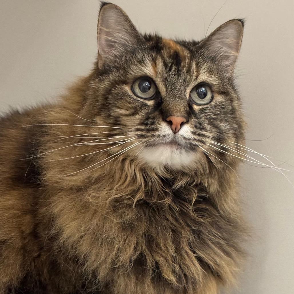 Enlarge Danni, a Adoptable Domestic Long Hair in Port Angeles, WA image 2/6