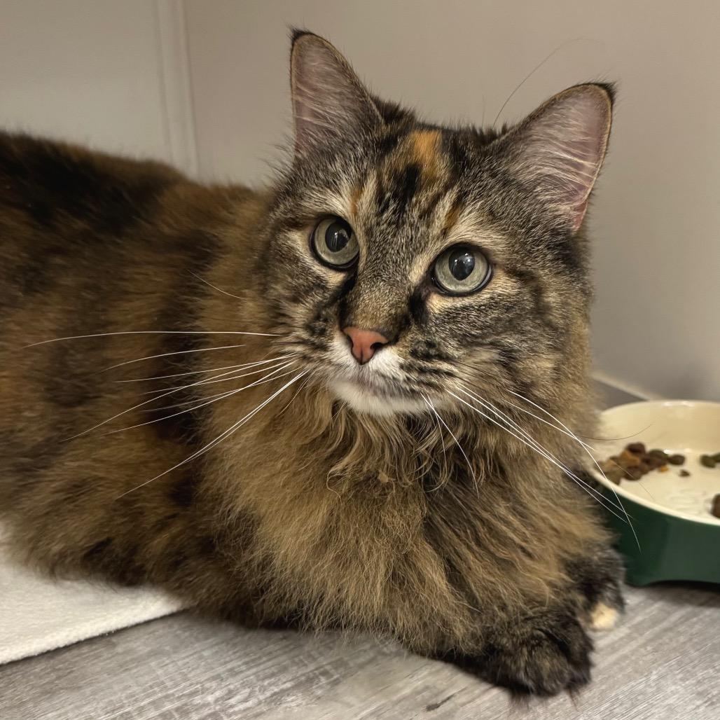 Enlarge Danni, a Adoptable Domestic Long Hair in Port Angeles, WA image 3/6