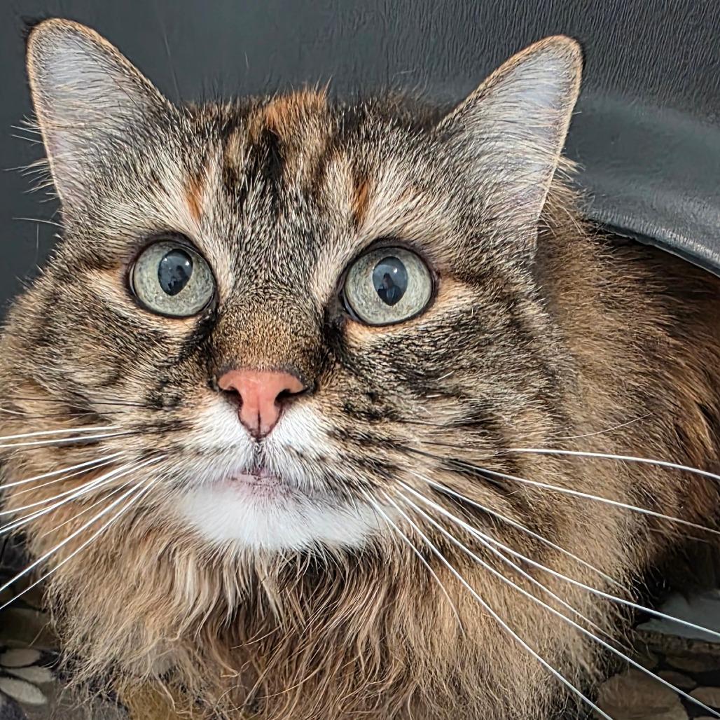 Enlarge Danni, a Adoptable Domestic Long Hair in Port Angeles, WA image 4/6