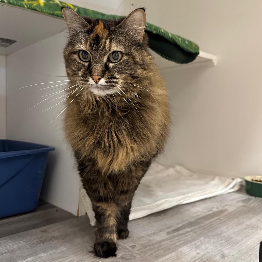 Enlarge Danni, a Adoptable Domestic Long Hair in Port Angeles, WA image 5/6