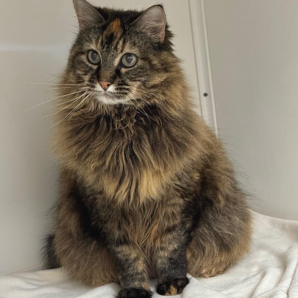 Enlarge Danni, a Adoptable Domestic Long Hair in Port Angeles, WA image 6/6