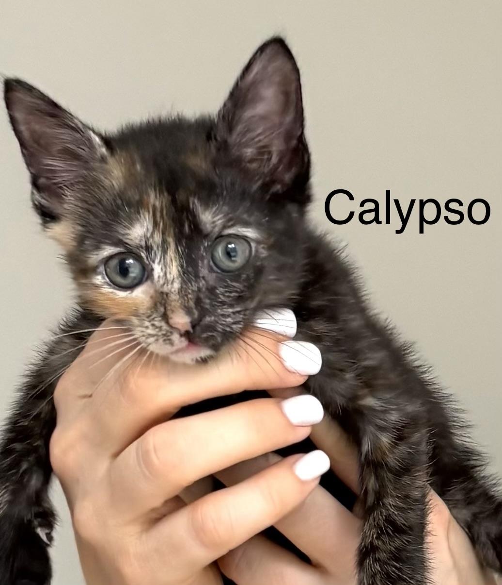 Calypso, Adoptable, Kitten Female Domestic Short Hair.