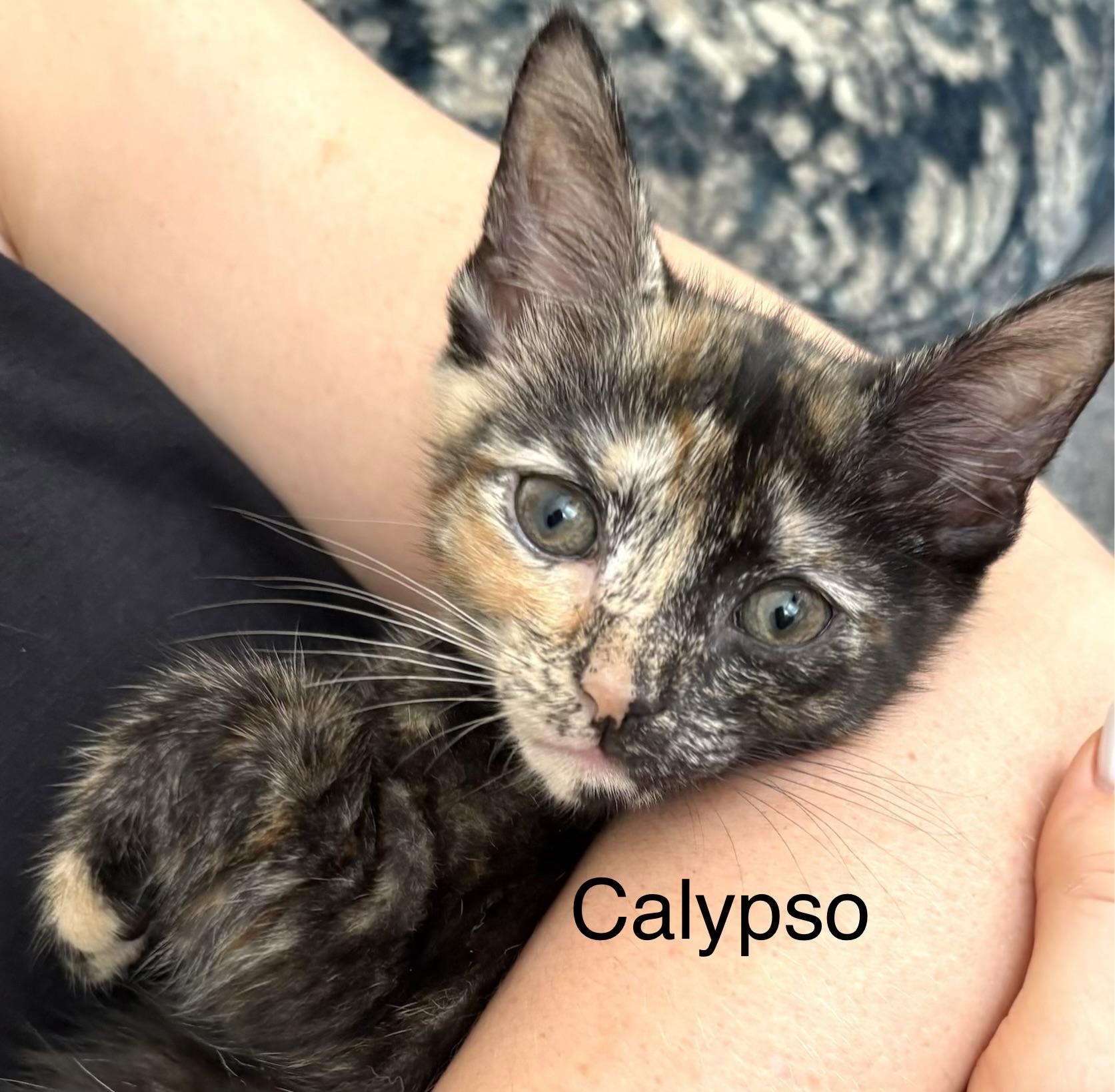 Enlarge Calypso, a Adopted mixed breed in Annapolis, MD image 1/2