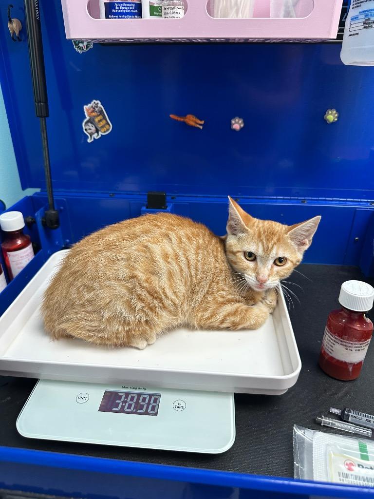 Marmalade, a Adoptable mixed breed in Washington Court House, OH image 2/3