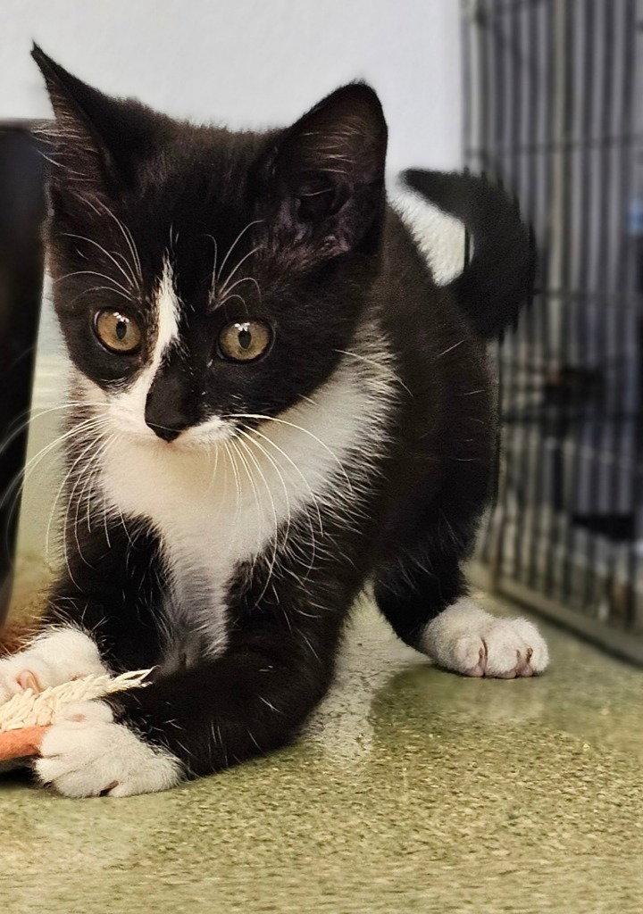 Mochi, a Adoptable Domestic Short Hair in Lovingston, VA image 1/3