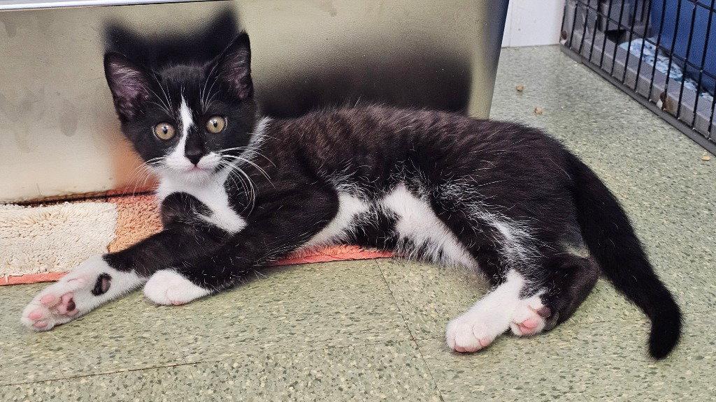 Mochi, a Adoptable Domestic Short Hair in Lovingston, VA image 2/3